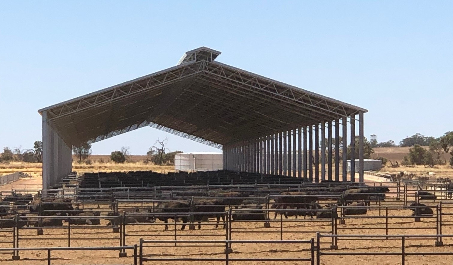 Establishing or expanding a cattle feedlot in WA Agriculture and Food